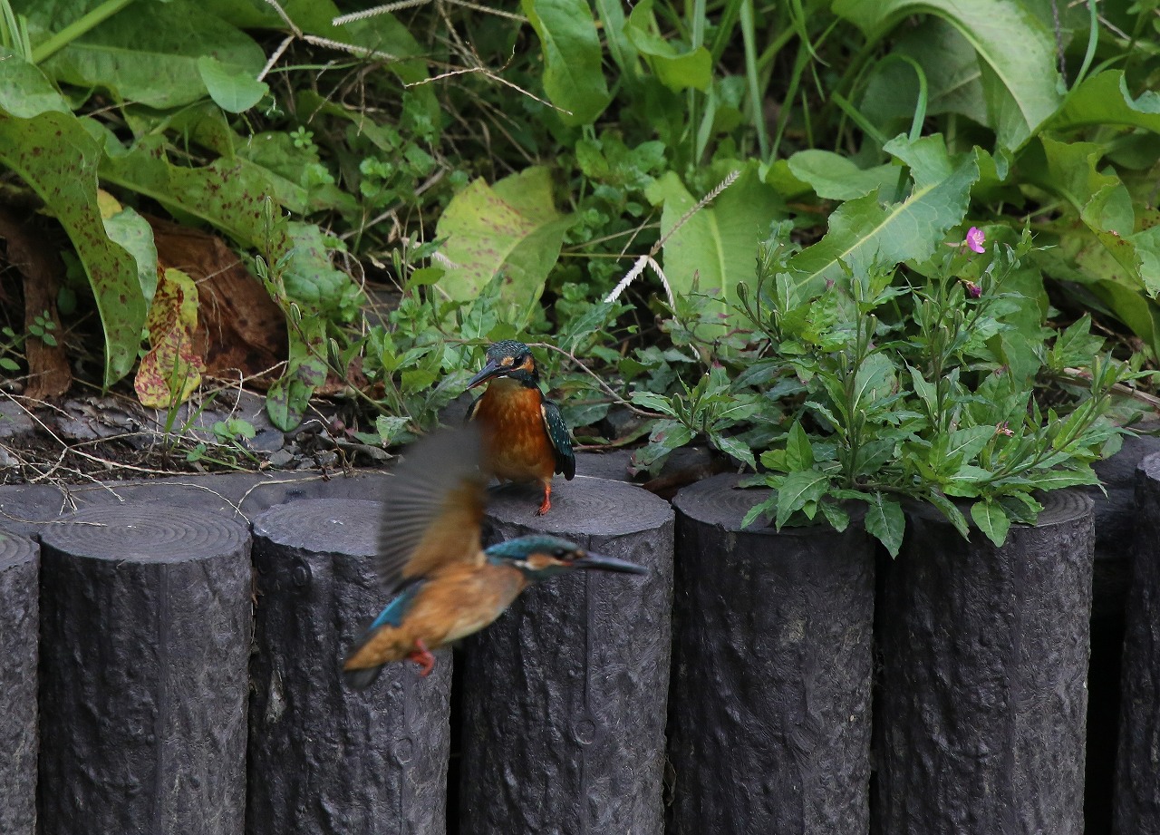 S川　カワセミ広場にて_f0296999_19391580.jpg