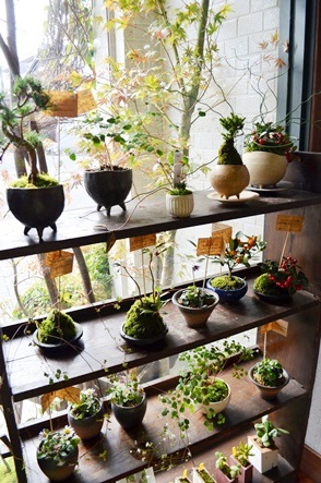 はじまりましたと植物ワークショップのご報告_d0263815_16203187.jpg