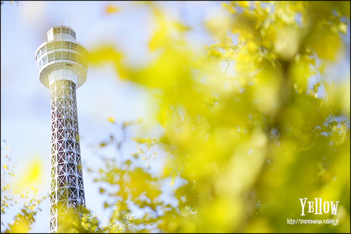 Yellow_f0100215_232728.jpg