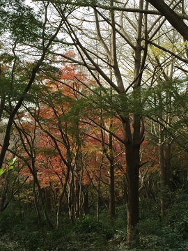 鎌倉　称名寺－獅子舞－鎌倉宮_a0293118_1255230.jpg