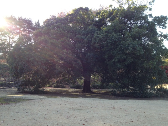 紅葉の新宿御苑がステキ!_a0258233_1572039.jpg