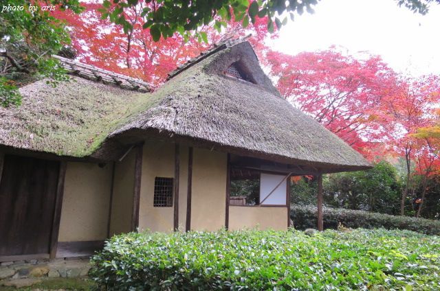 京都の紅葉２０１４＠金福寺♪_f0295238_19151588.jpg