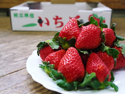 熊本イチゴ『さがほのか』 まもなく販売スタート!商品ラインナップのご紹介!!_a0254656_17134147.jpg
