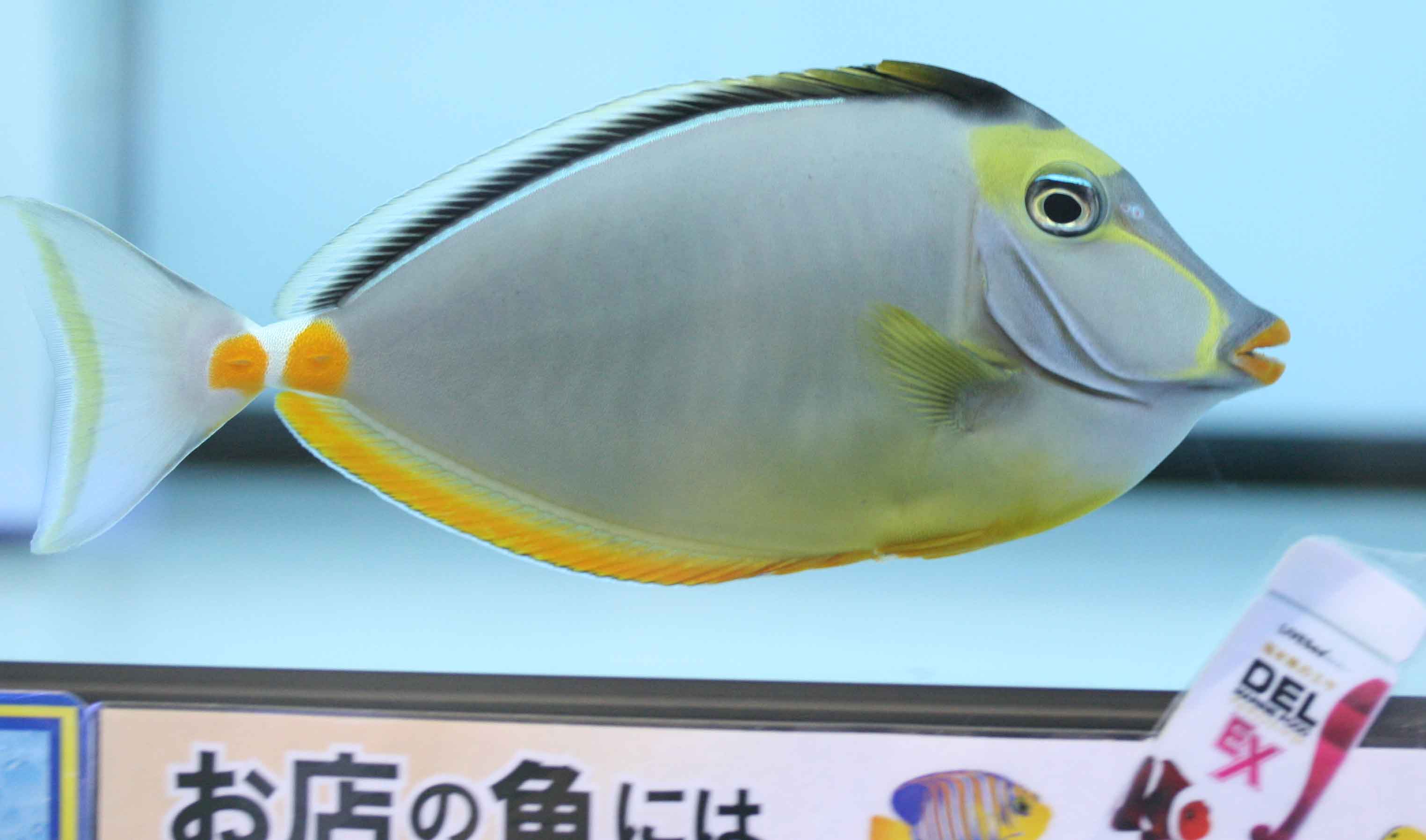 でっかいぜ ビーボックスアクアリウム松戸店 海水魚 サンゴ情報 でっかいぜ ビーボックスアクアリウム松戸店 海水魚 サンゴ情報