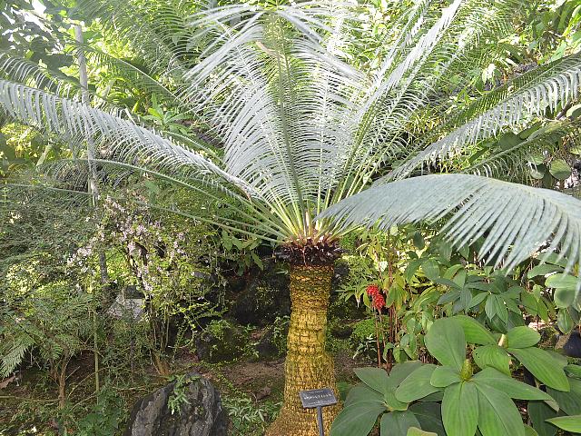 キカス・シアメンシス : 新・四季の花