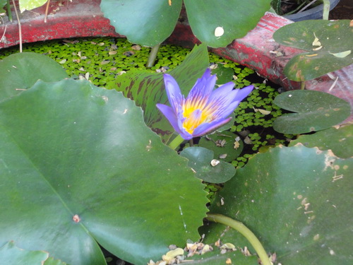 a0002177_132092.jpg
