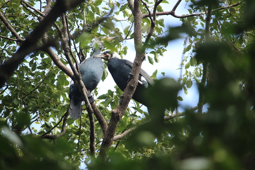 弥富野鳥園探鳥会 Minami野鳥 昆虫旅日記 弥富野鳥園探鳥会 Minami野鳥 昆虫旅日記