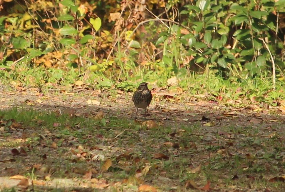 弥富野鳥園探鳥会 Minami野鳥 昆虫旅日記 弥富野鳥園探鳥会 Minami野鳥 昆虫旅日記