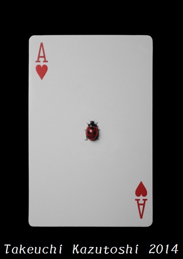 a ladybug_e0290580_17534184.jpg