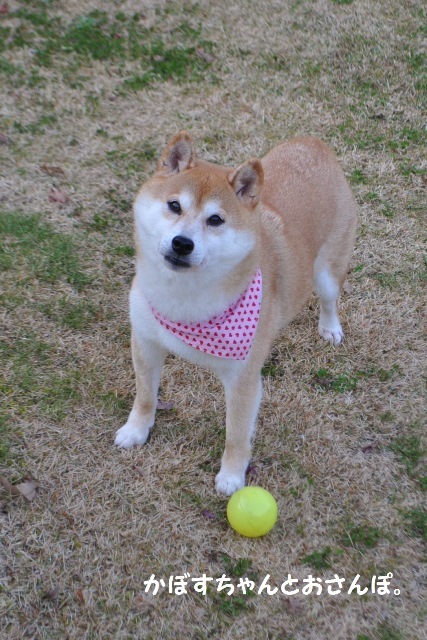 かぼすちゃんとお泊まり女子会_a0126590_00100645.jpg