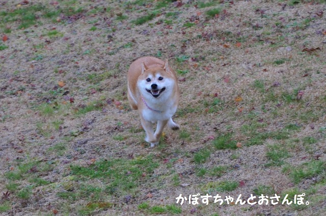 かぼすちゃんとお泊まり女子会_a0126590_00120342.jpg