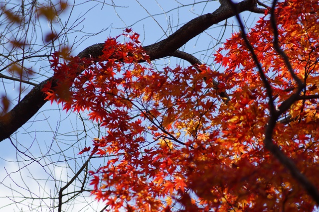 晩秋奈良の旅、奈良當麻寺の秋お寺と紅葉、日本一の紅葉を求めて藤田八束、當麻寺西南院の庭園の紅葉_d0181492_21171753.jpg