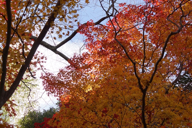 晩秋奈良の旅、奈良當麻寺の秋お寺と紅葉、日本一の紅葉を求めて藤田八束、當麻寺西南院の庭園の紅葉_d0181492_2117243.jpg