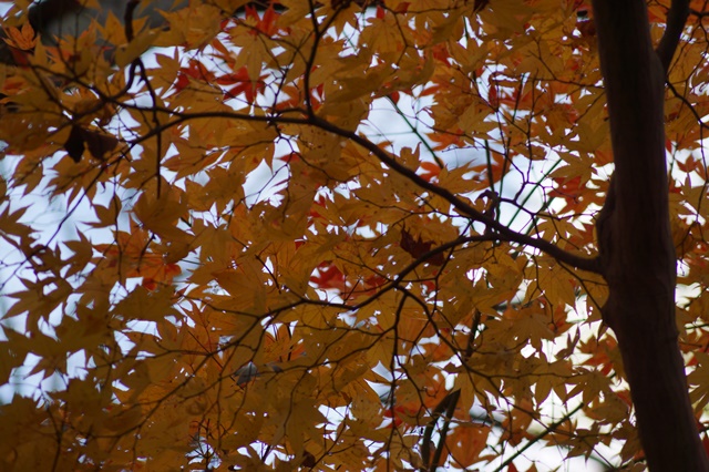 晩秋奈良の旅、奈良當麻寺の秋お寺と紅葉、日本一の紅葉を求めて藤田八束、當麻寺西南院の庭園の紅葉_d0181492_21173314.jpg