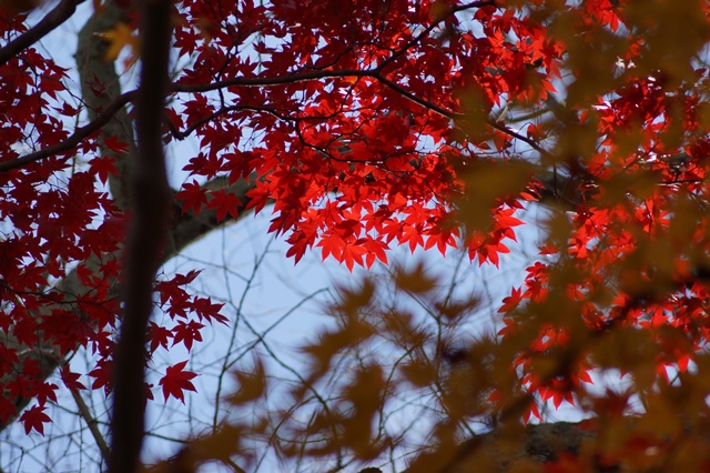 晩秋奈良の旅、奈良當麻寺の秋お寺と紅葉、日本一の紅葉を求めて藤田八束、當麻寺西南院の庭園の紅葉_d0181492_21174712.jpg