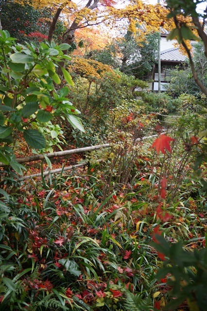 晩秋奈良の旅、奈良當麻寺の秋お寺と紅葉、日本一の紅葉を求めて藤田八束、當麻寺西南院の庭園の紅葉_d0181492_21202292.jpg
