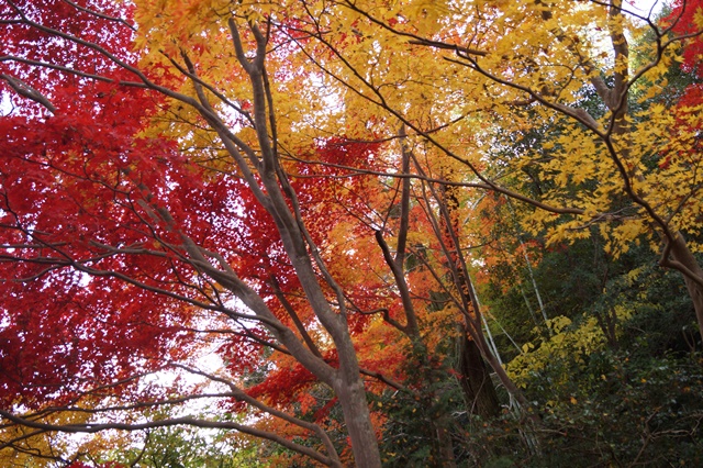 晩秋奈良の旅、奈良當麻寺の秋お寺と紅葉、日本一の紅葉を求めて藤田八束、當麻寺西南院の庭園の紅葉_d0181492_212138.jpg