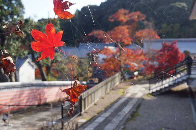 當麻寺奥院の秋 浄土庭園 浄土の世界を満喫_d0181492_21324745.jpg