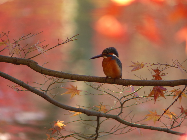 真打登場　　紅葉カワセミ_c0324393_21231004.jpg