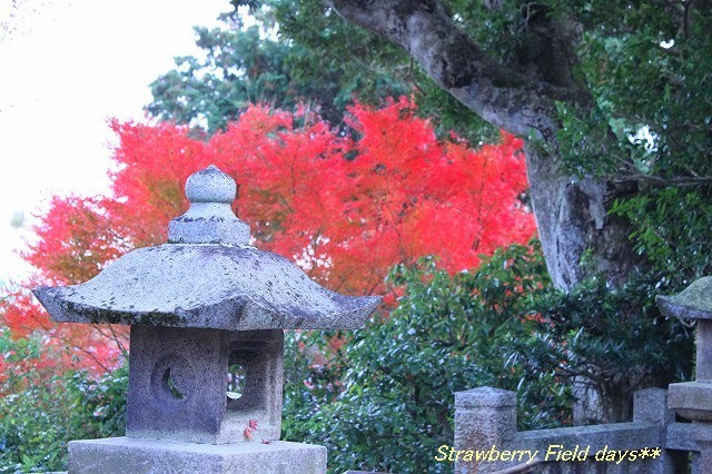 錦秋の京都　２０１４　嵯峨野　常寂光寺_c0087094_18210202.jpg