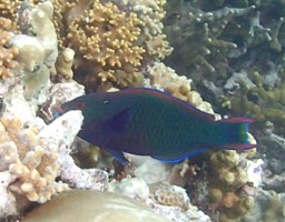 a0043520_205438100.jpg