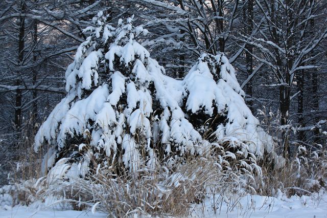 ♪　雪景色　♪_e0242721_7551544.jpg