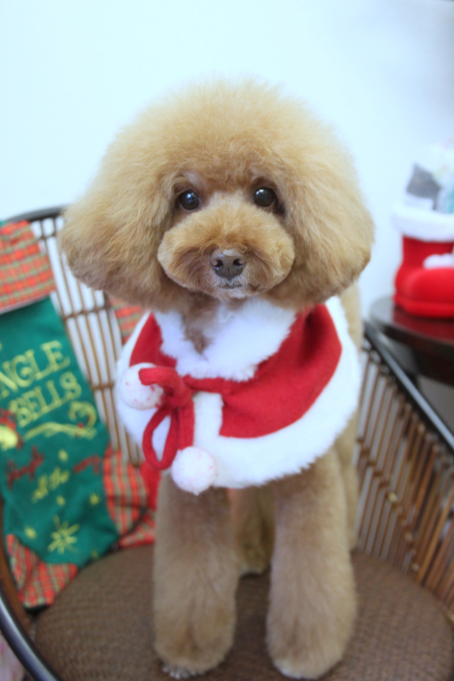 ここちゃん ポムちゃん ぼんど君 Dogsalon Mahalo ここちゃん ポムちゃん ぼんど君 Dogsalon Mahalo