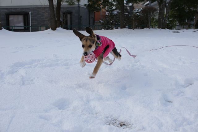 パピー喜び雪遊び_b0031538_21433991.jpg