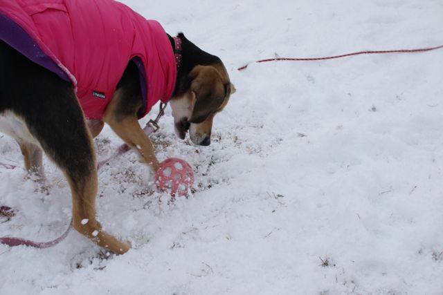 パピー喜び雪遊び_b0031538_21474064.jpg