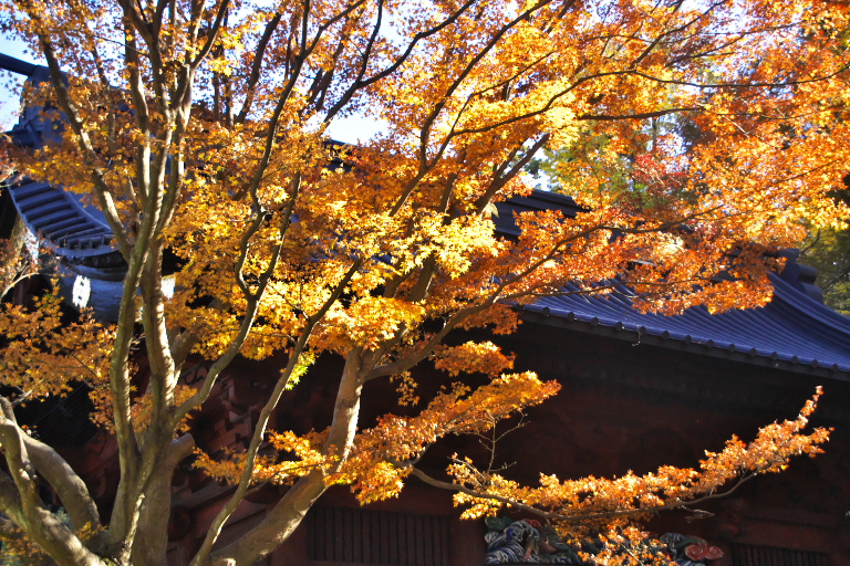 紅葉１１　妙本寺_d0029744_16471094.jpg