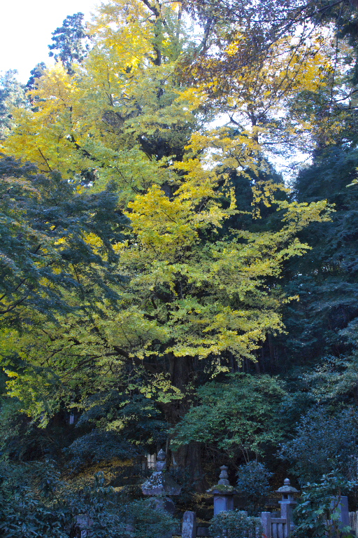 紅葉１１　妙本寺_d0029744_16482275.jpg