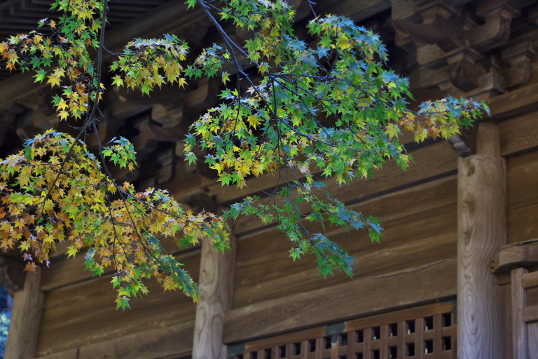 紅葉１１　妙本寺_d0029744_1652163.jpg