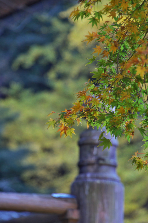 紅葉１１　妙本寺_d0029744_16524518.jpg