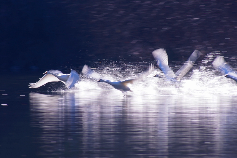 大池の白鳥　その2・・・_f0169053_21114316.jpg