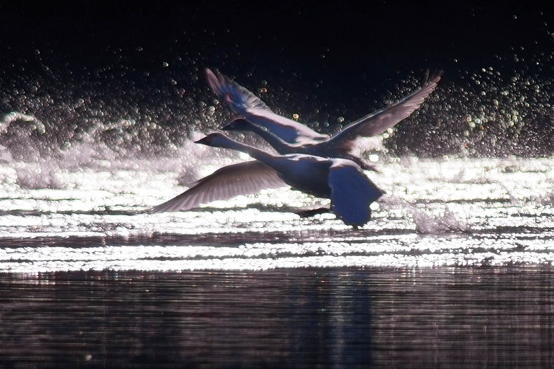 大池の白鳥　その2・・・_f0169053_2153350.jpg