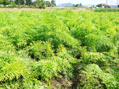 菊池水源里山ニンジン 無農薬・無化学肥料のニンジン発送をスタートします。_a0254656_18374587.jpg
