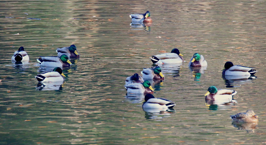 12/08の嶺公園～鳥撮り成果～、おまけにネコ_c0305565_17523269.jpg