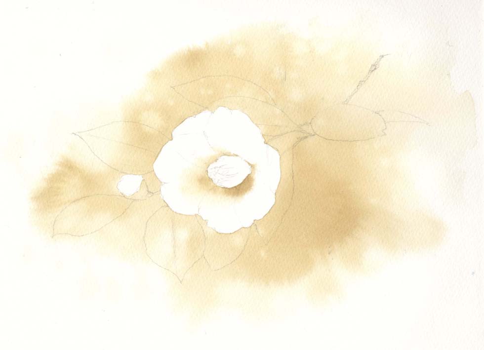 椿 水彩画&コーヒー画_f0176370_14472472.jpg