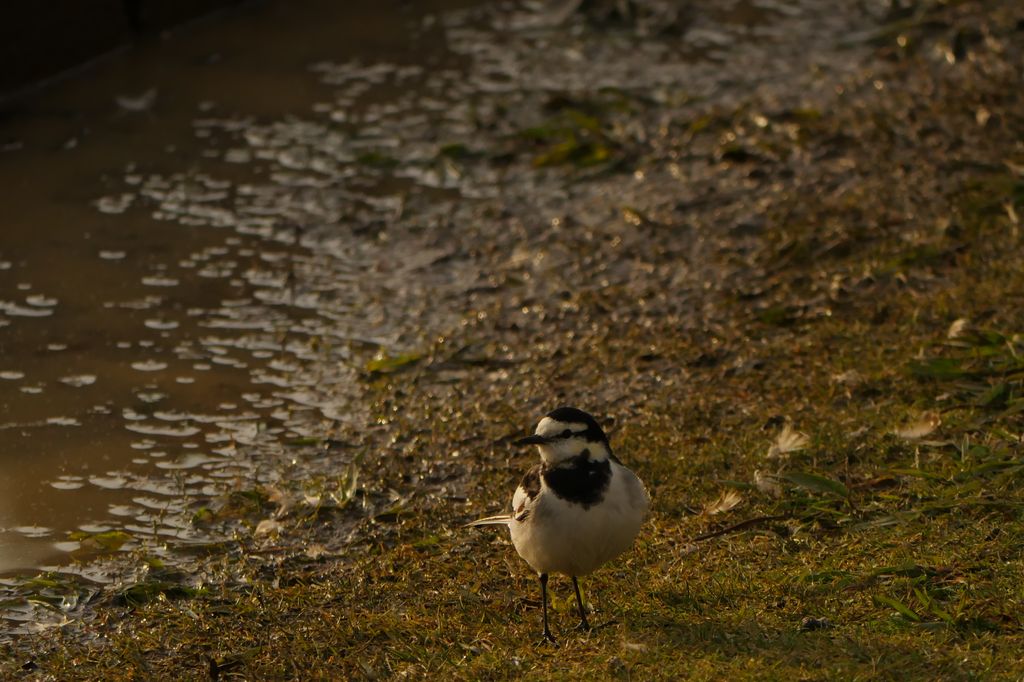 LUMIX G VARIO 100-300mm/F4-5.6で野鳥③_e0152576_20551382.jpg