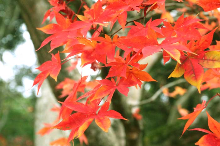 九手神社の紅葉・京丹波_d0178082_924029.jpg