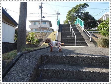 今日のお散歩＆派手派手パンツと訳ありパンツ( *´艸｀)ｸｽｸｽ_b0175688_23431688.jpg