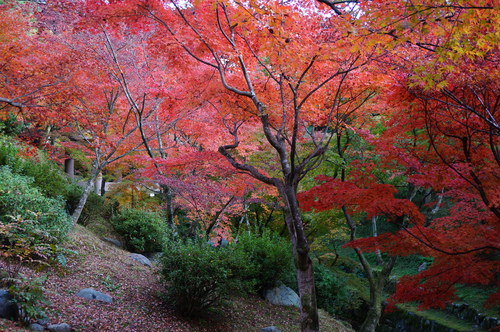 京都紅葉めぐり２０１４（東福寺）_b0178388_1247419.jpg