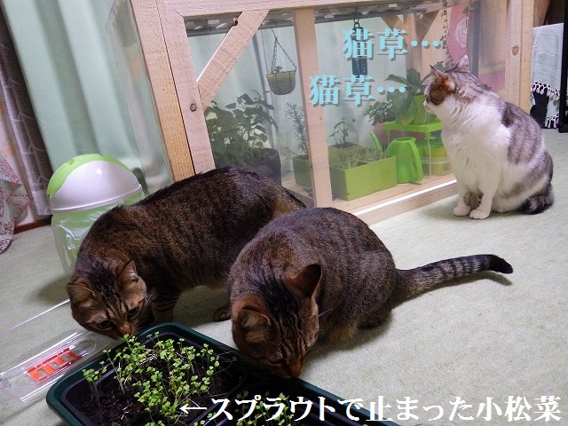 a0159490_16454433.jpg