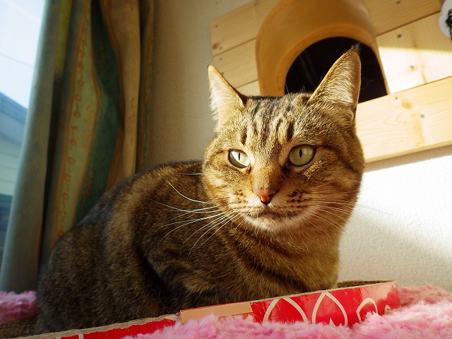 a0159490_1657245.jpg