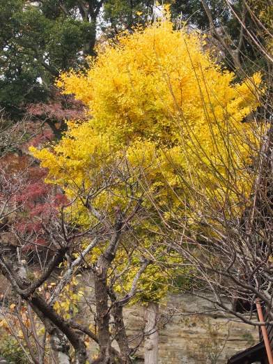 円覚寺　龍隠庵の紅葉(2014.12.10)_e0245404_19354251.jpg