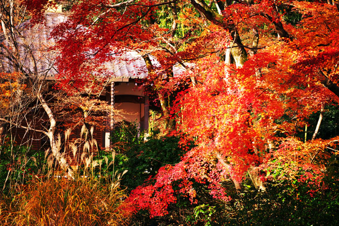 京都　宝厳院（ほうごんいん）2_a0263109_19303570.jpg