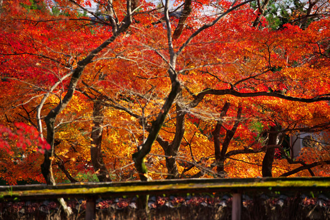 京都　宝厳院（ほうごんいん）2_a0263109_19304572.jpg