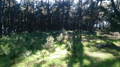 f0148410_3325363.jpg