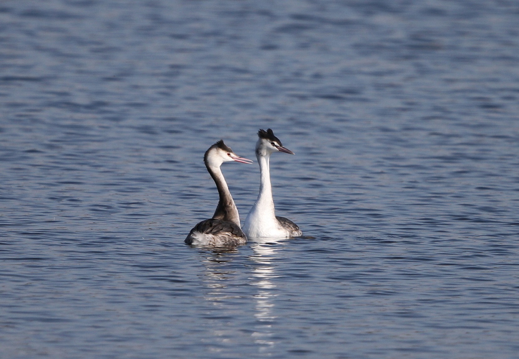 カンムリカイツブリの飛翔と足の形 私の鳥撮り散歩