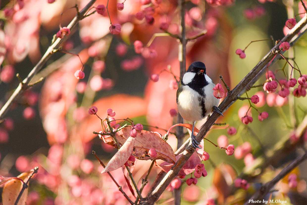 シジュウカラ_f0003418_20212464.jpg